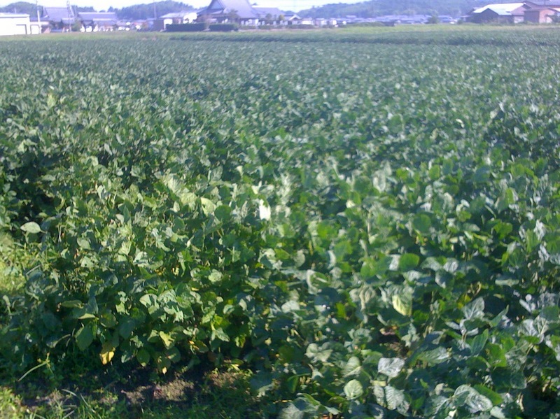 201010大豆畑