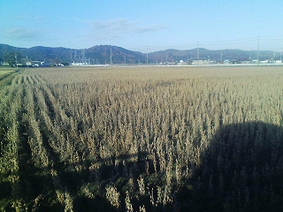 大豆畑