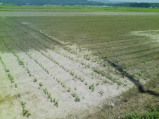 伊賀産大豆2008