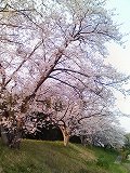 佐那具堤防の桜