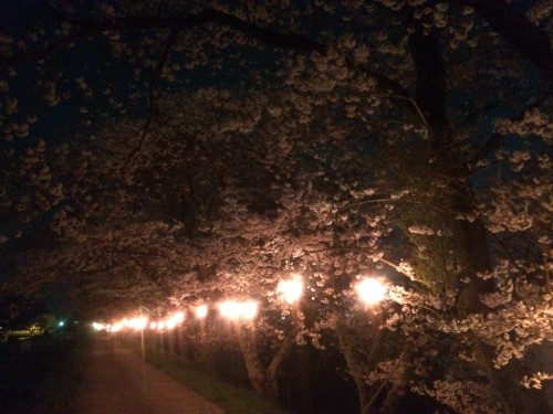 佐那具堤防の夜桜